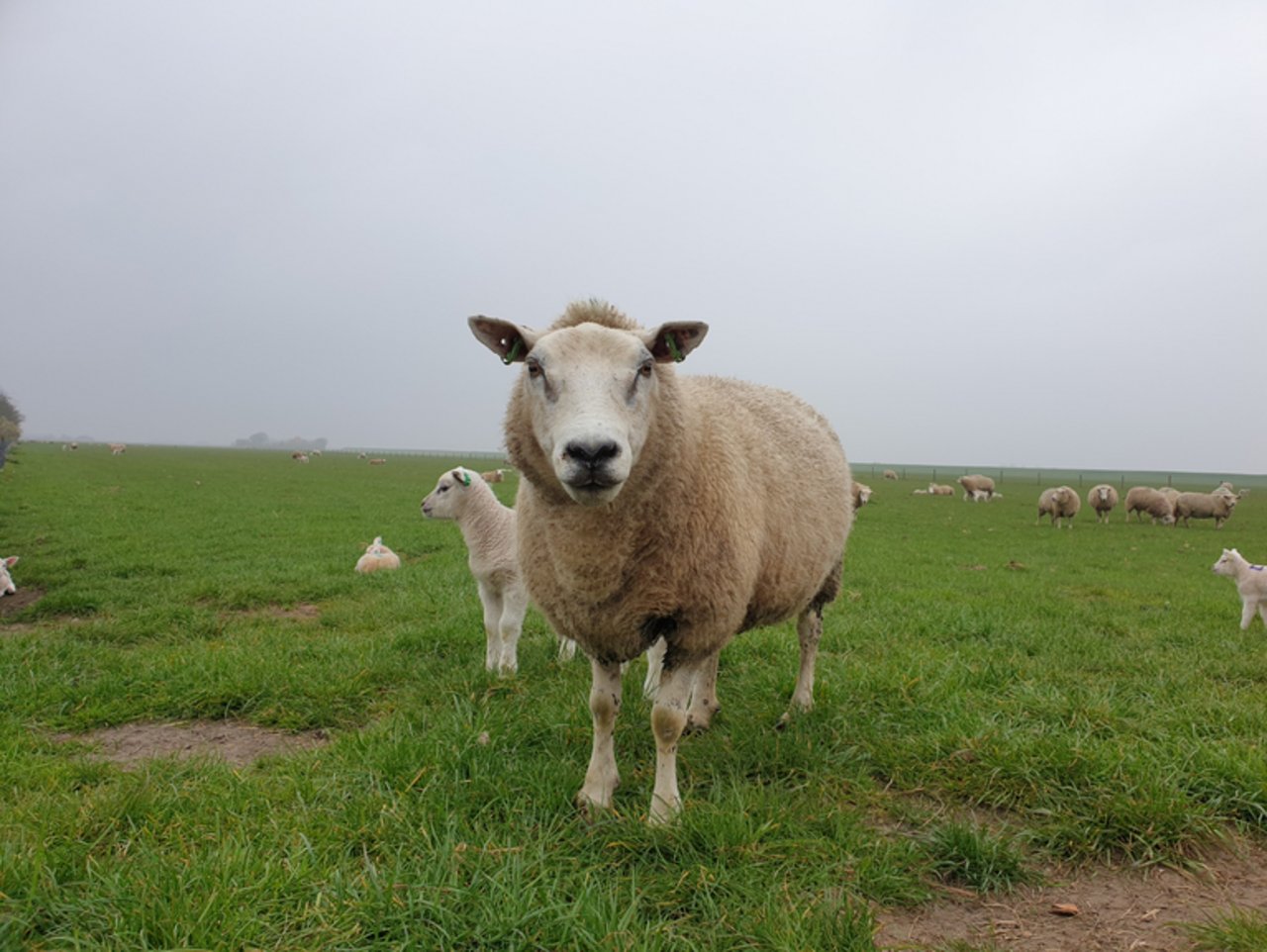 Die Moderhinke kommt bei jedem sechsten der untersuchten Schafe vor. (Symbolbild lid/ji)