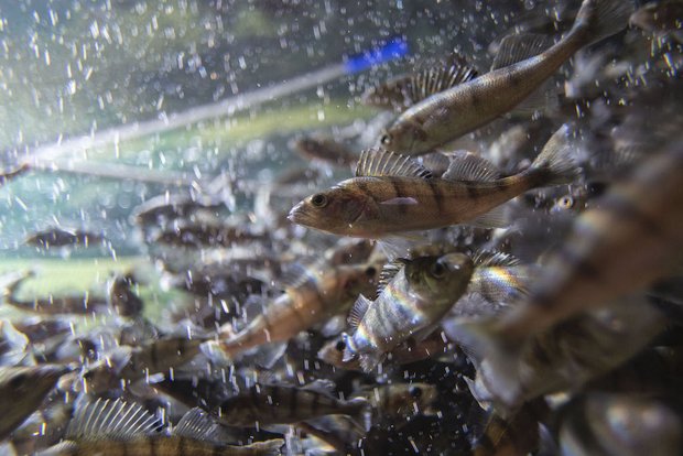 Die Migros züchtet jetzt auch eigene Fische für den Verkauf Die Migros bezeichnet Egli (Bild) und Felchen als Schweizer Traditionsfische. (Bild Migros)