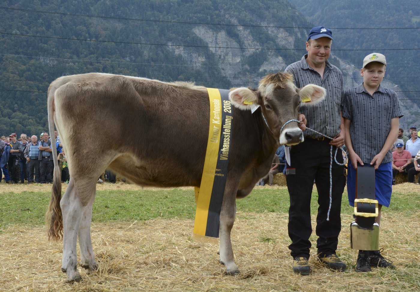 Rinder-Champion Jongleur Jova von Walter Bissig, Isenthal.