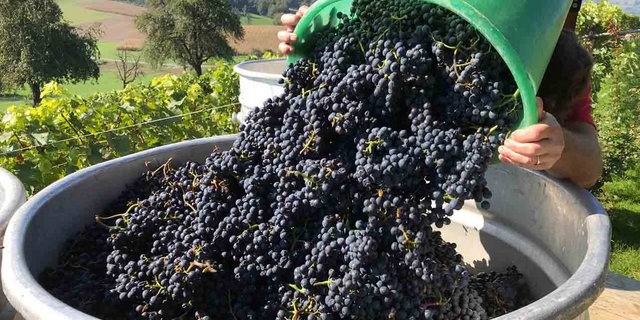 Luzern wurde mit satter Ernte beschenkt. (Dienststelle Landwirtschaft und Wald Kt. LU)