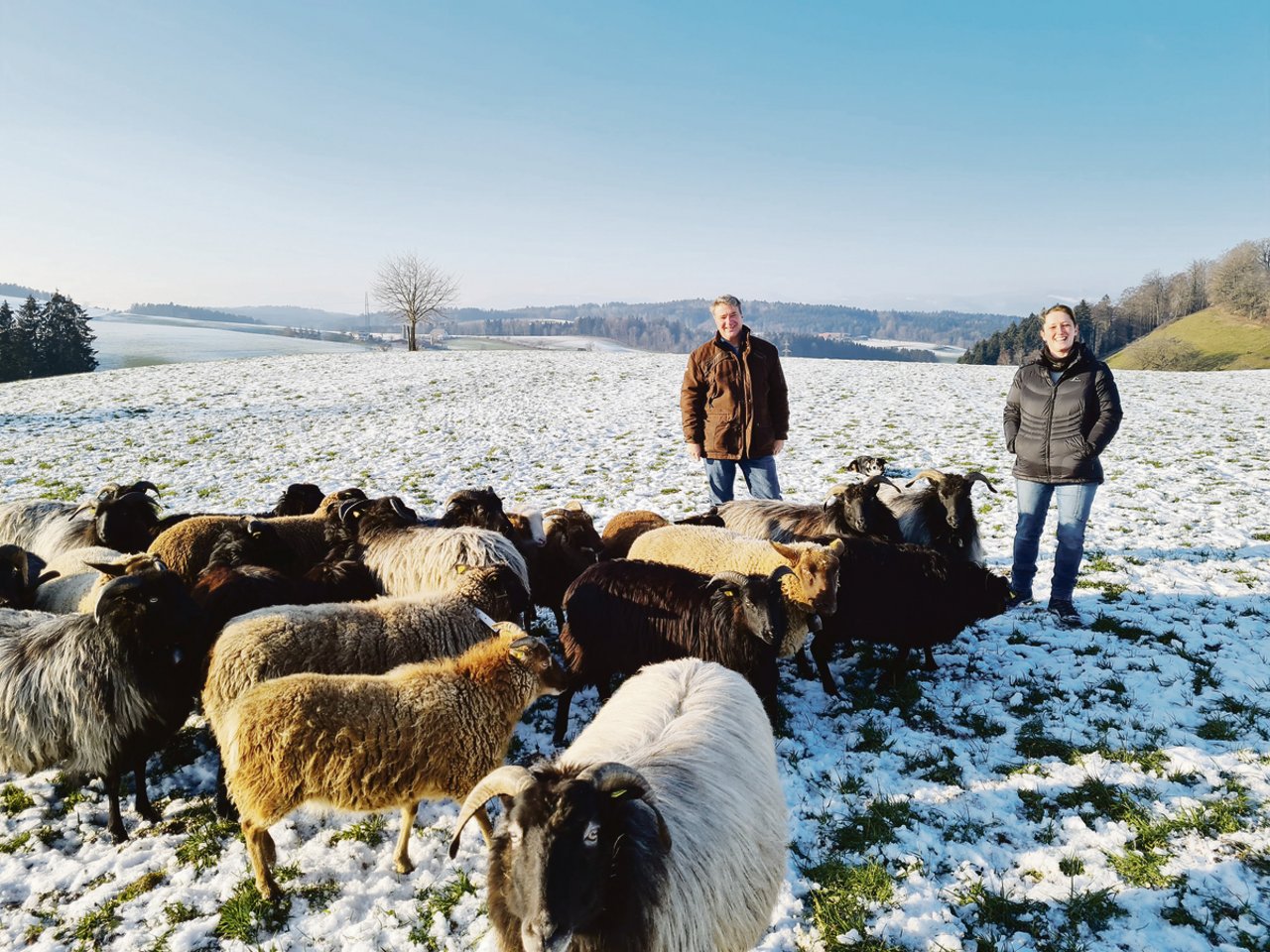 Patrick und Tanja Schmid mit ihren Heidschnucken auf der Winterweide. Ein Border Collie im Hintergrund ist wachsam, falls die Schafe weglaufen würden.(Bild Franziska Jurt)