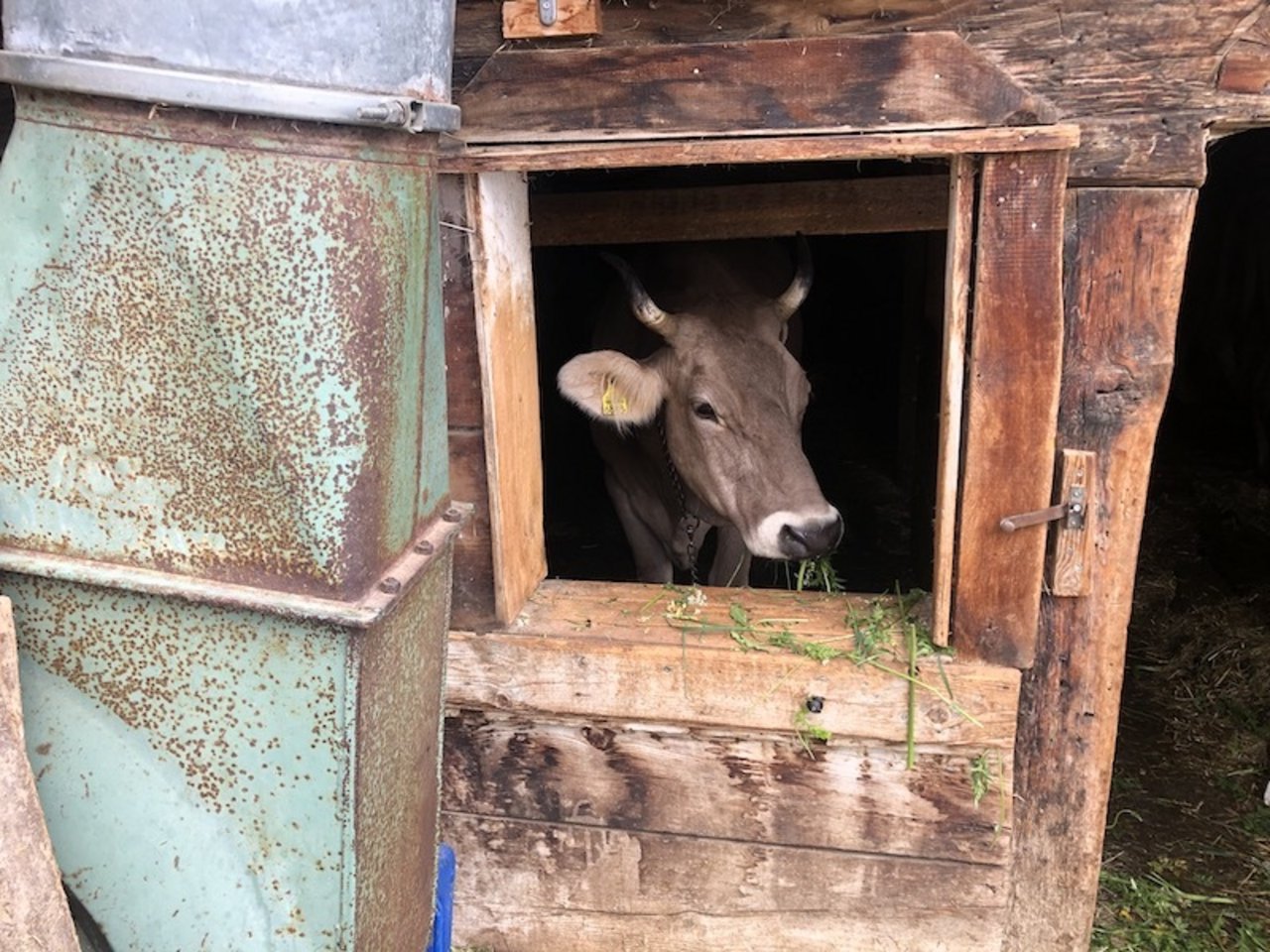 Die behornte OB-Kuh von Mosers geniesst die Aussicht aus dem Stall.