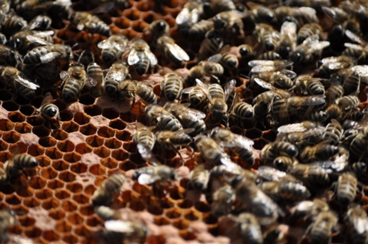 Der Bestand an Honigbienen beläuft sich laut dem Bericht aktuell auf rund 165'000 Bienenvölker. (Bild I. Rotsch/pixelio.de) 