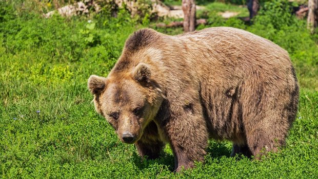 Südtirol darf kein Gesetz zur Erfassung von Bären und Wölfen erlassen, hat die italienische Landesregierung in Rom entschieden. (Symbolbild Pixabay)