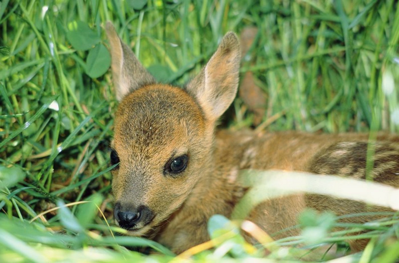 Rehkitz im Gras. (Bild Fotolia)