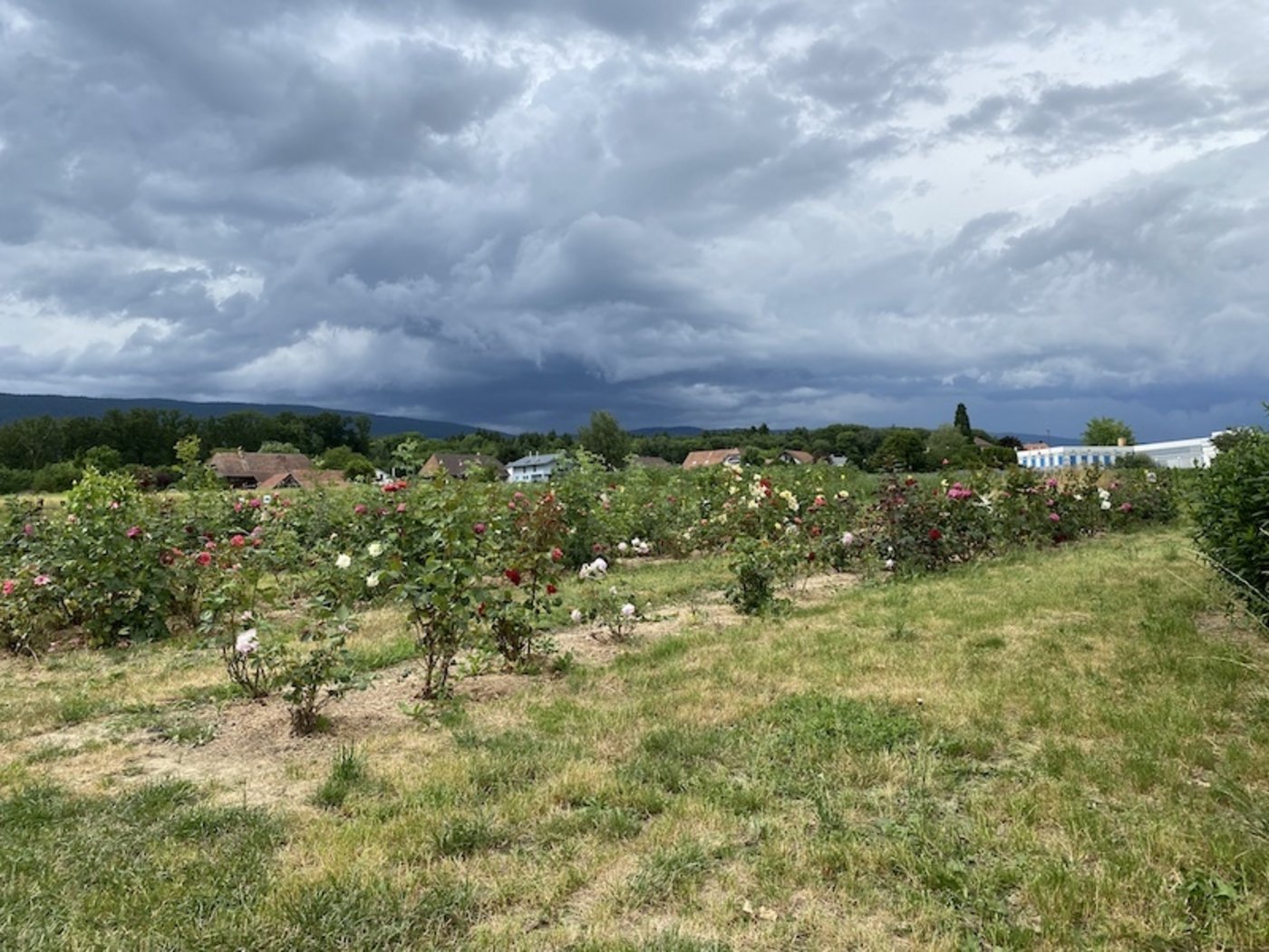 Eine schöne Blütenpracht zieht die Kunden aufs Blumenfeld zum Selberschneiden an. (Bilder Jeanne Woodtli) 