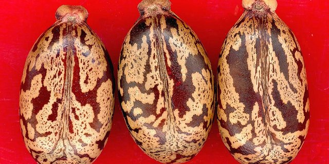 In den auffälligen Samen des Rizinus ist der Giftstoff Rizin enthalten. Dieser hat durchaus Potential als Biowaffe. (Bild Pixabay)