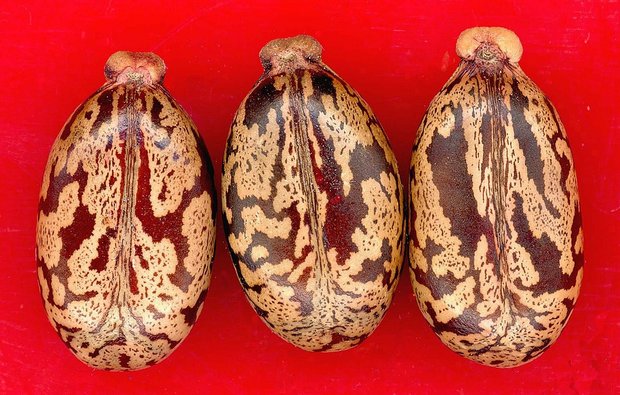 In den auffälligen Samen des Rizinus ist der Giftstoff Rizin enthalten. Dieser hat durchaus Potential als Biowaffe. (Bild Pixabay)