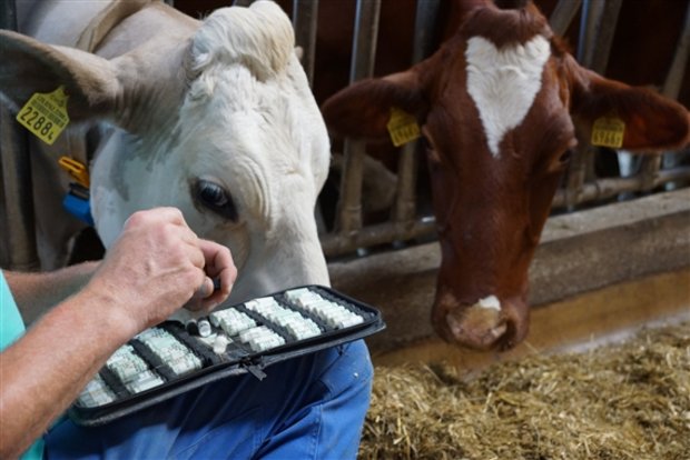 Globuli statt Chemie im Milchviehstall: Produzenten, Verarbeiter und Abnehmer wollen weniger Antibiotika in der Tierhaltung. (Bild Ruth Aerni)