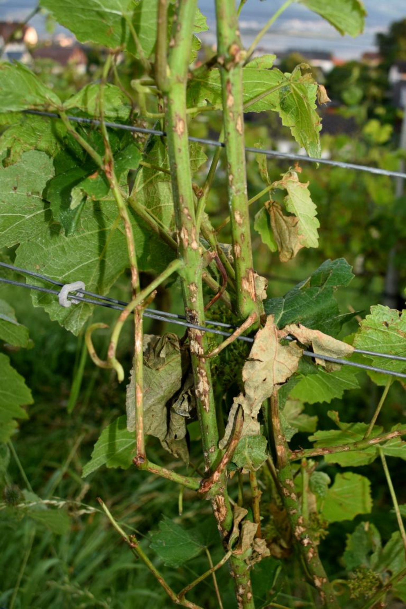 Der Hagel, der ebenfalls während dieses Gewitters auftrat, fügte den Reben grossen Schaden zu, sichtbar an den braunen Flecken.