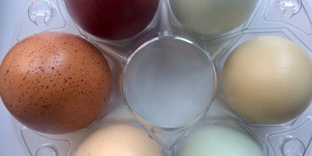 Rot, grün, blau – so hübsch sehen die natülichen Eier von den speziellen Hühnern aus. (Bild et) 