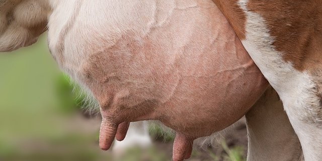 Die Sanierung eines Betriebs vom häufigsten Mastitis-Erreger SAGB verspricht unter anderem mehr Tierwohl und ein besseres Einkommen für Milchproduzenten. (Bild Pixabay)