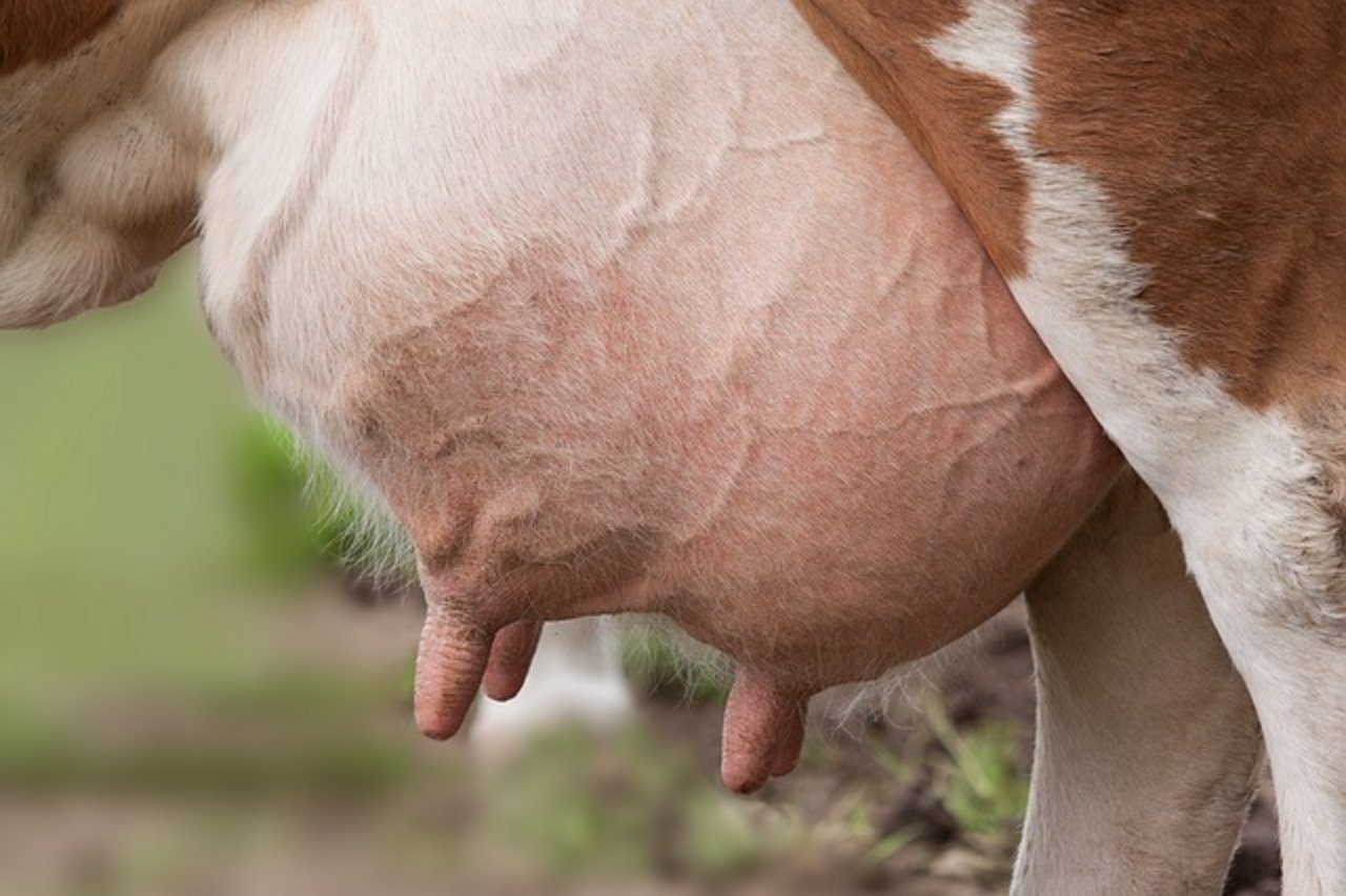 Die Sanierung eines Betriebs vom häufigsten Mastitis-Erreger SAGB verspricht unter anderem mehr Tierwohl und ein besseres Einkommen für Milchproduzenten. (Bild Pixabay)