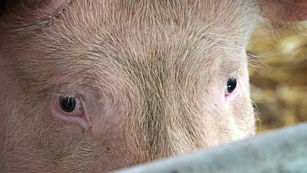 Für deutsche Schweinehalter sind die neuen Vorschriften zur Schweinehaltung in Deutschland «angeblicher und falsch verstandener Tierschutz», schreibt Topagrar. (Symbolbild Pixabay)