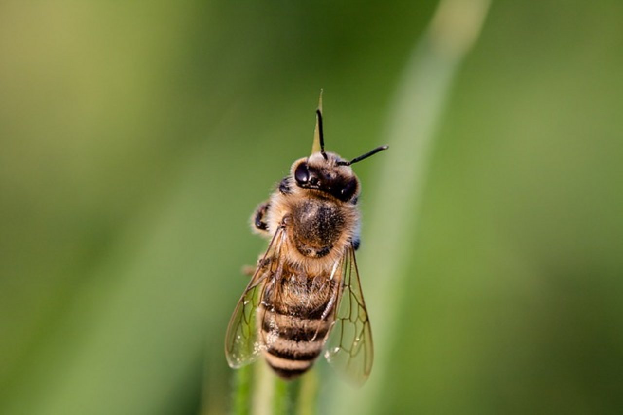 Für Allergiker kann ein Bienenstich tödlich enden. (Bild Pixabay)