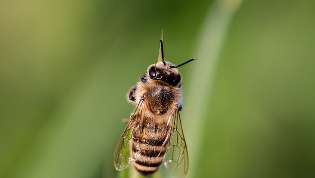 Für Allergiker kann ein Bienenstich tödlich enden. (Bild Pixabay)