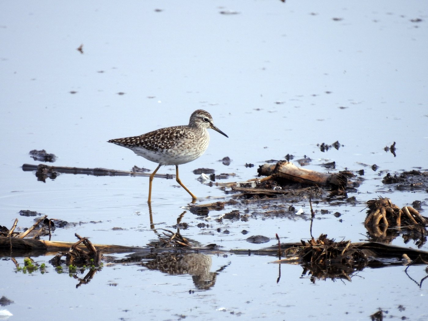 Schnepfen gehören zu den Watvögeln. Mit ihrem langen Schnabel können sie im Schlamm nach Würmern und Insekten stochern. (Bild zVg)