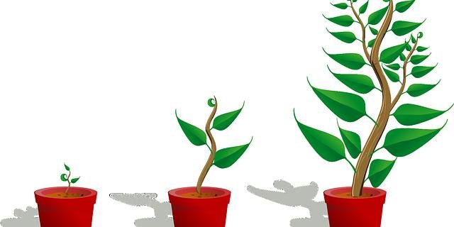 Das Schwerkraft-Signal wird über das pflanzliche Wachstumshormon Auxin von Zelle zu Zelle weitergegeben. (Symbolbild Pixabay)