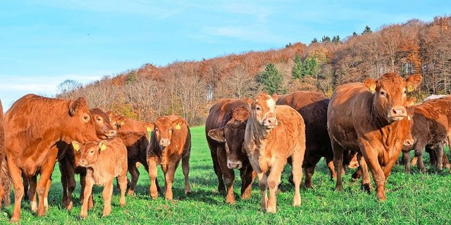 Die Mutterkuhherde von Ueli Vögtli und Andrea Kaiser umfasst rund 37 Muttertiere. Statt am Computer erstellt Andrea Kaiser das Begleitdokument für Tiere, die den Hof verlassen, einfach und bequem am Handy. 