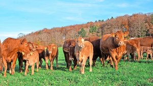 Die Mutterkuhherde von Ueli Vögtli und Andrea Kaiser umfasst rund 37 Muttertiere. Statt am Computer erstellt Andrea Kaiser das Begleitdokument für Tiere, die den Hof verlassen, einfach und bequem am Handy. 