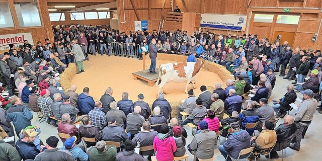 Obwohl im Dezember der Handel traditionell nicht wahnsinnig gut läuft, war die Auktion in Schüpbach am vergangenen Freitag sehr gut besucht. Von 105 aufgeführten Tieren fanden 94 % im Ring einen Käufer.