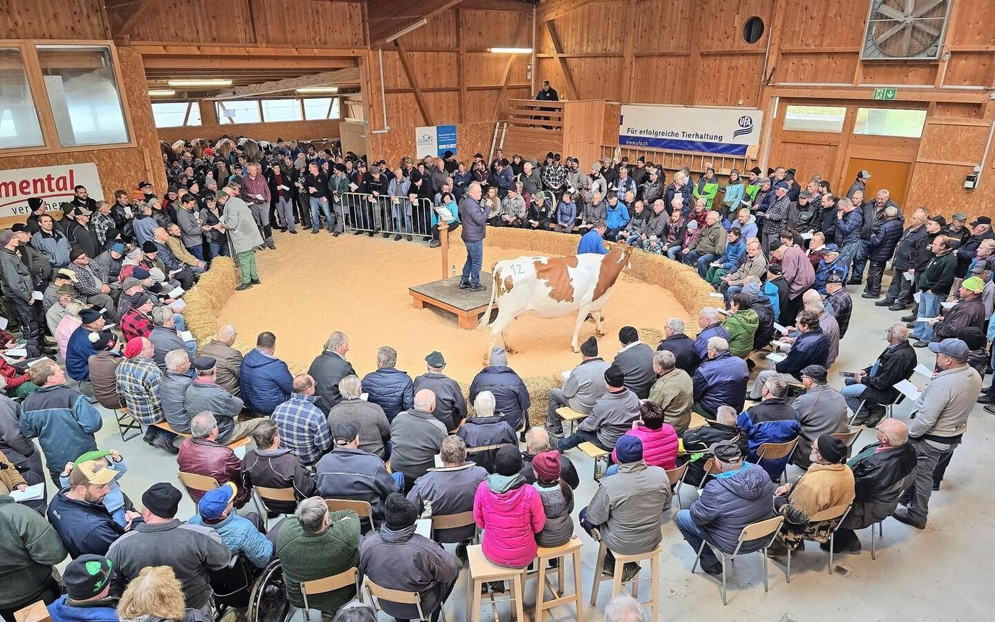 Obwohl im Dezember der Handel traditionell nicht wahnsinnig gut läuft, war die Auktion in Schüpbach am vergangenen Freitag sehr gut besucht. Von 105 aufgeführten Tieren fanden 94 % im Ring einen Käufer.