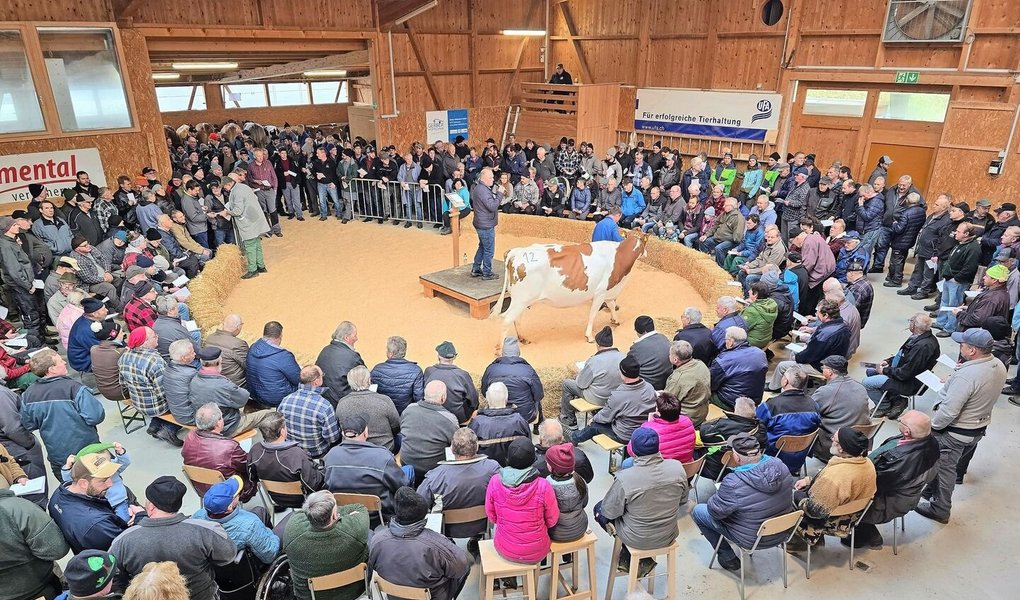 Obwohl im Dezember der Handel traditionell nicht wahnsinnig gut läuft, war die Auktion in Schüpbach am vergangenen Freitag sehr gut besucht. Von 105 aufgeführten Tieren fanden 94 % im Ring einen Käufer.