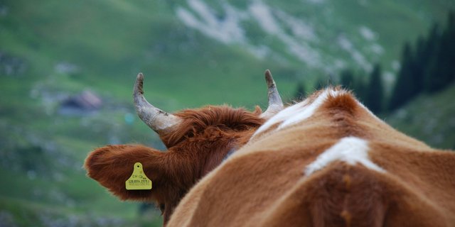 Noch nie wurden weniger Milchkühe gezählt. (Bild Eva Schletti/landwirtschaft.ch) 