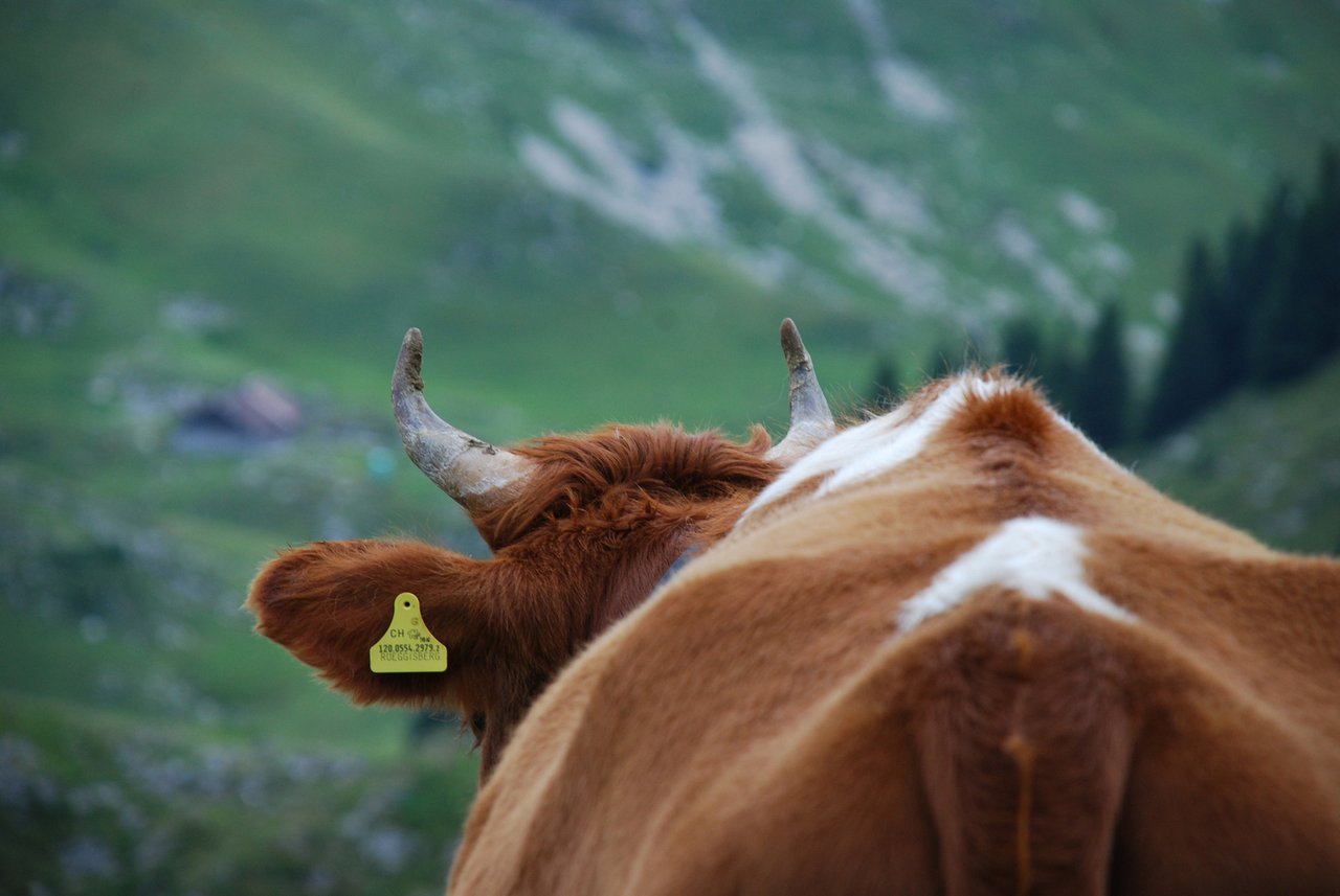 Noch nie wurden weniger Milchkühe gezählt. (Bild Eva Schletti/landwirtschaft.ch) 