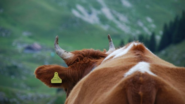 Noch nie wurden weniger Milchkühe gezählt. (Bild Eva Schletti/landwirtschaft.ch) 