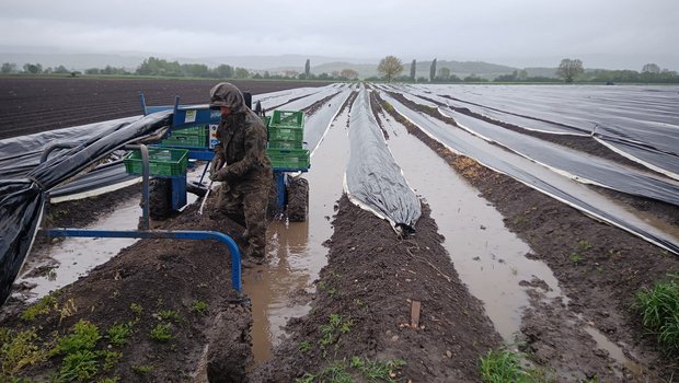 Der Spargel bekommt kalte Füsse - die Produzenten befürchten Ernteausfälle Die Spargelernte wird durch die Nässe und Kälte beeinträchtigt. (Bild BauernZeitung)