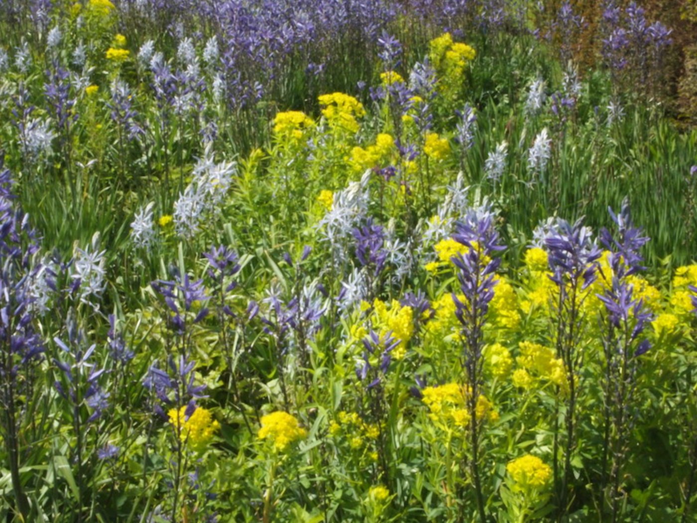 Viel zu wenig bekannt: Prärielilien auf hohen Stielen in verschiedenem Blau. Im Bild sieht man verschiedene Arten zusammen mit Sumpfwolfsmilch. (Bild Ruth Bossardt)