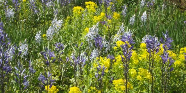 Viel zu wenig bekannt: Prärielilien auf hohen Stielen in verschiedenem Blau. Im Bild sieht man verschiedene Arten zusammen mit Sumpfwolfsmilch. (Bild Ruth Bossardt)
