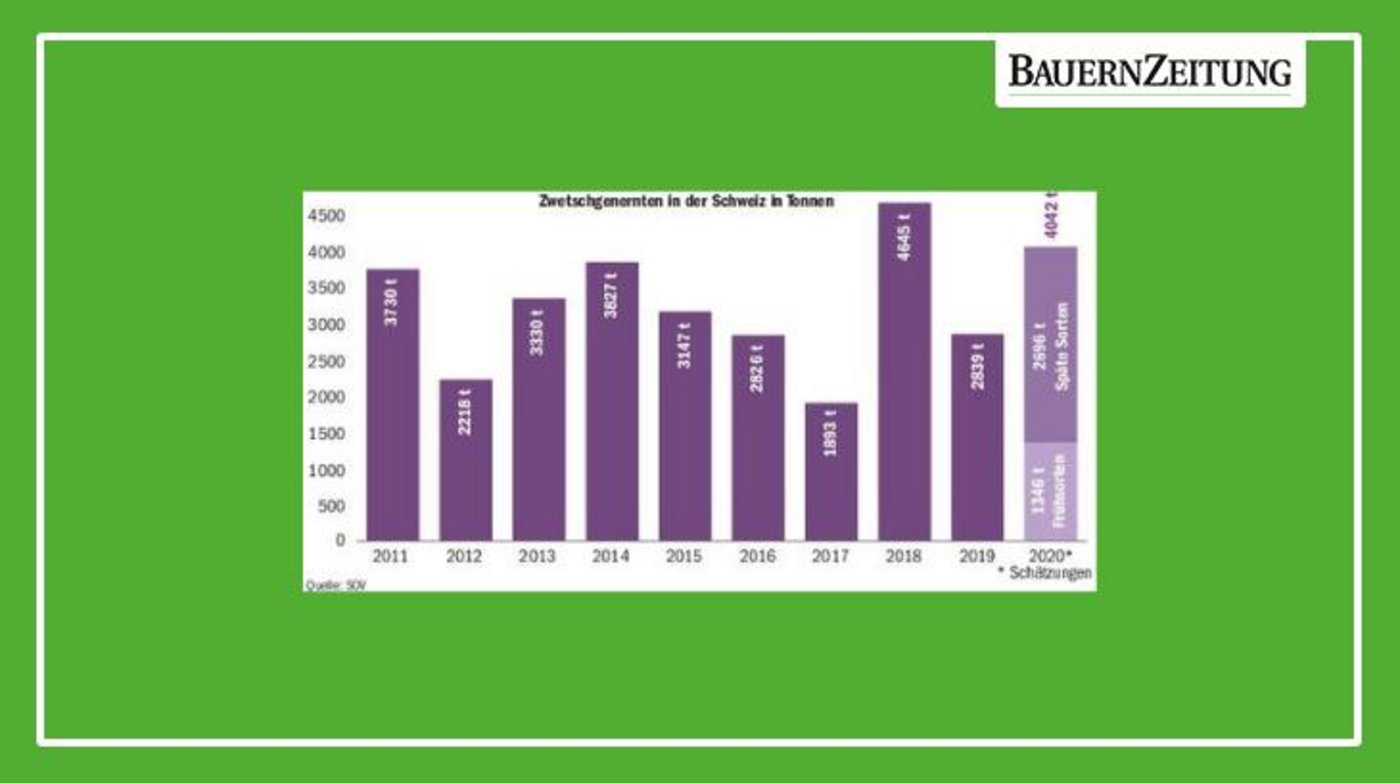 2020 werden laut dem Obstverband 4042 Tonnen Tafelzwetschgen geerntet, was eine aussergewöhnlich grosse Ernte ist.  Dazu kommen noch 2500 Tonnen Brennzwetschgen. (Grafik BauZ)