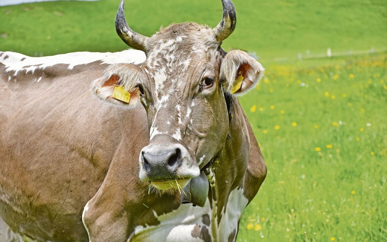 Die wunderschönen Blüem-Kühe sind speziell gefleckte Tiere der Rasse Schweizer Braunvieh. 