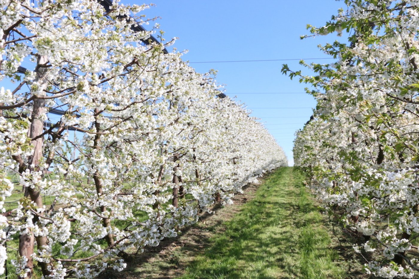 Nicht alle Blüten müssen für den vollen Ertrag bis zur Frucht heranreifen. (Bild zVg/SOV)