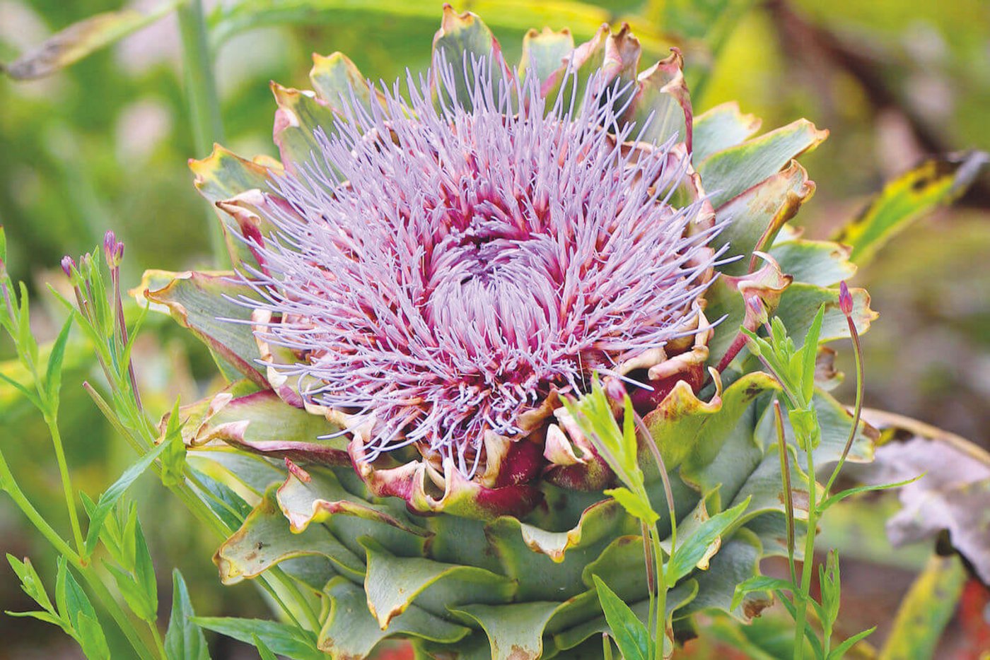 Artischocken mögen es sonnig und warm. (Foto: Eveline Dudda)