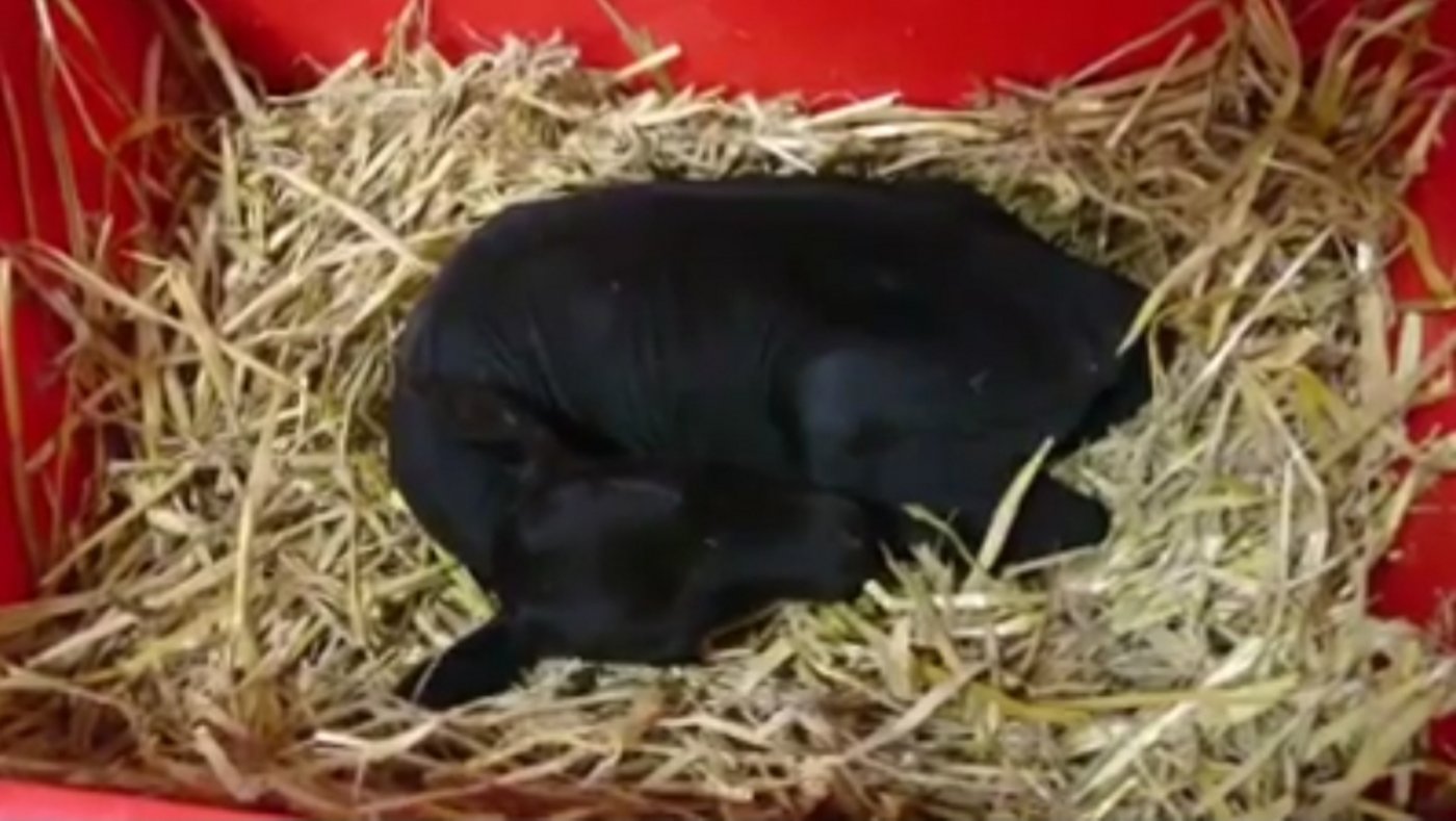 Dieses bisschen Kalb wiegt nur 4 Kg, trinkt aber fleissig. (Bild Christoph Saner)