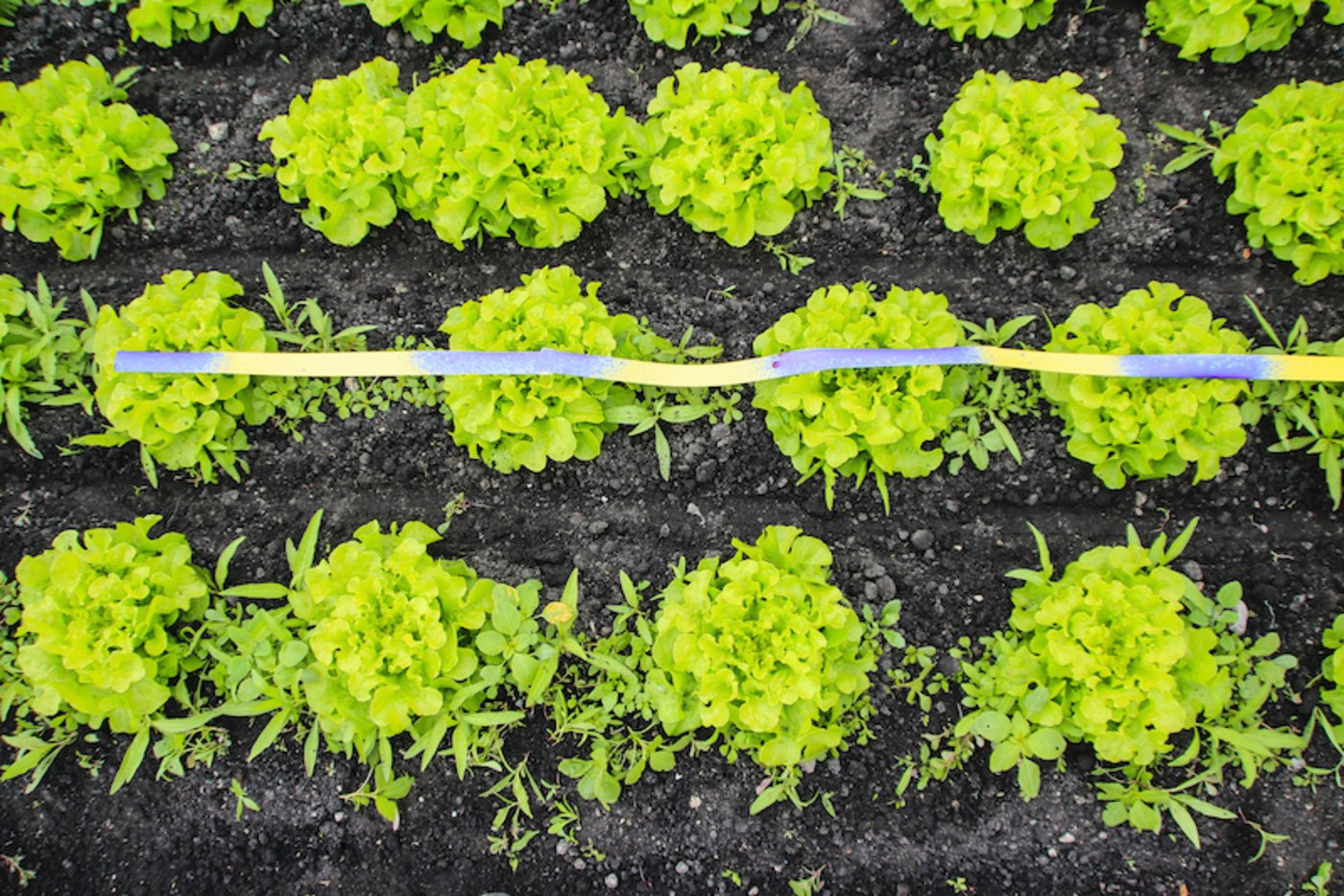 Das gelbe Band zeigt, dass der Roboter nur dort spritzt, wo die Salatpflanze ist und nicht dazwischen. Es gibt nur wenig Drift.