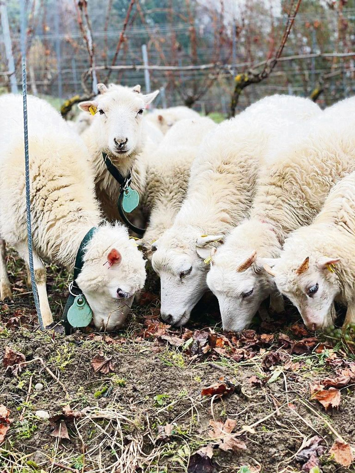 Die Skudde ist eine kleine, urtümliche und lebhafte Schafrasse, die heute als gefährdet gilt. (Bild zVg)