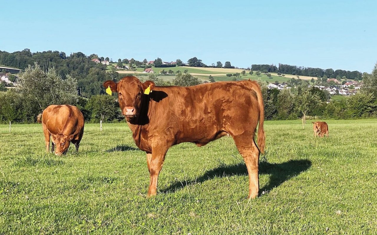 Ein Limousin-Kalb steht auf der Weide.