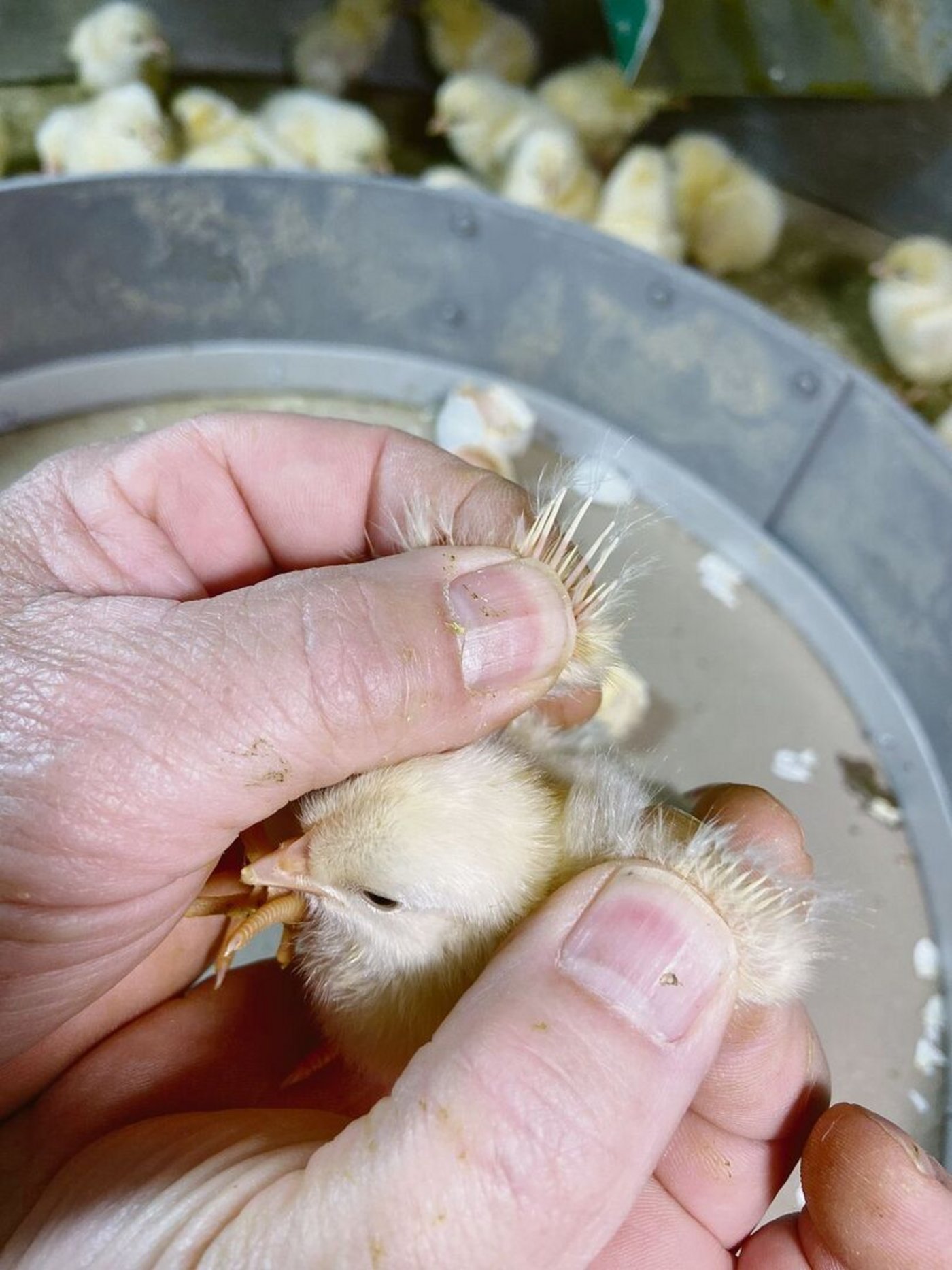 Der Sortierer erkennt das Geschlecht an den Flügelfedern: Links die längeren Federn einer künftigen Henne, rechts Federn eines Hahns.