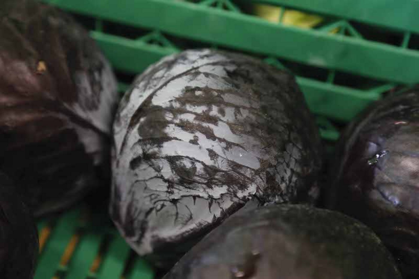 Jährlich verzehren Schweizerinnen und Schweizer etwas mehr als ein Pfund Rotkraut pro Kopf. (Bild lid/ji)