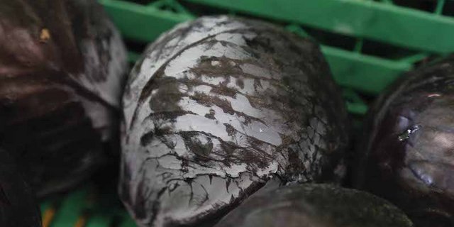 Jährlich verzehren Schweizerinnen und Schweizer etwas mehr als ein Pfund Rotkraut pro Kopf. (Bild lid/ji)