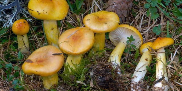 Der Orangegelbe Lärchenschneckling (Hygrophorus speciosus Peck) verschwand fast vollständig nach der Erwärmung. (Bild Gianfelice Lucchini) 