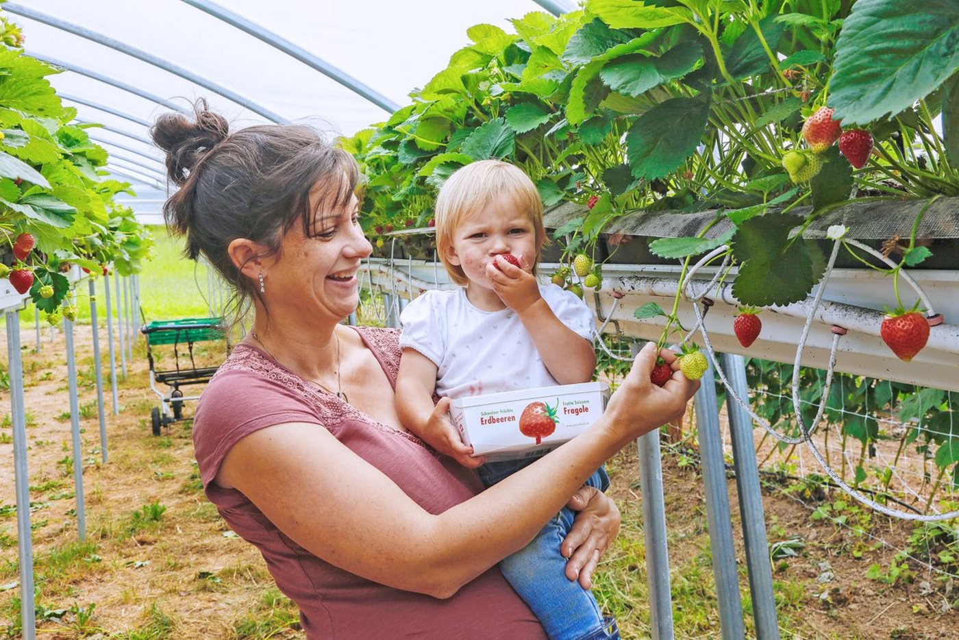 Frisch ab Strauch schmecken die Beeren bekanntlich am besten: Regula Amstutz mit Tochter Marlen bei der Erdbeerernte. (Bild Erika Rebsamen)