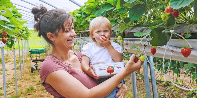 Frisch ab Strauch schmecken die Beeren bekanntlich am besten: Regula Amstutz mit Tochter Marlen bei der Erdbeerernte. (Bild Erika Rebsamen)