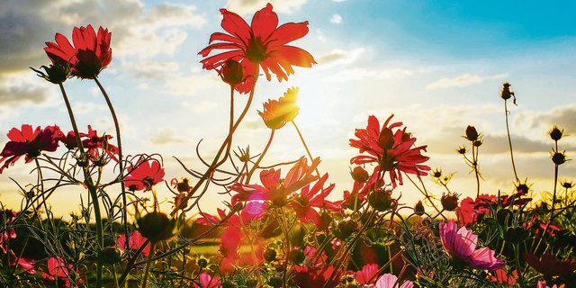 Die Blumenfelder in der Region sind beliebt. Die Felder sind nicht bewacht, und die Kunden können sich selbst bedienen. (Bild zVg)