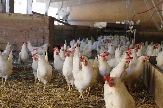 Die Hühner nehmen die Landwirtschaft für sich ein. (Bild lid/ji)
