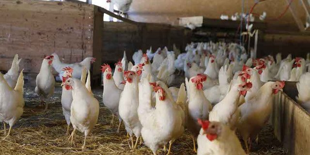 Die Hühner nehmen die Landwirtschaft für sich ein. (Bild lid/ji)